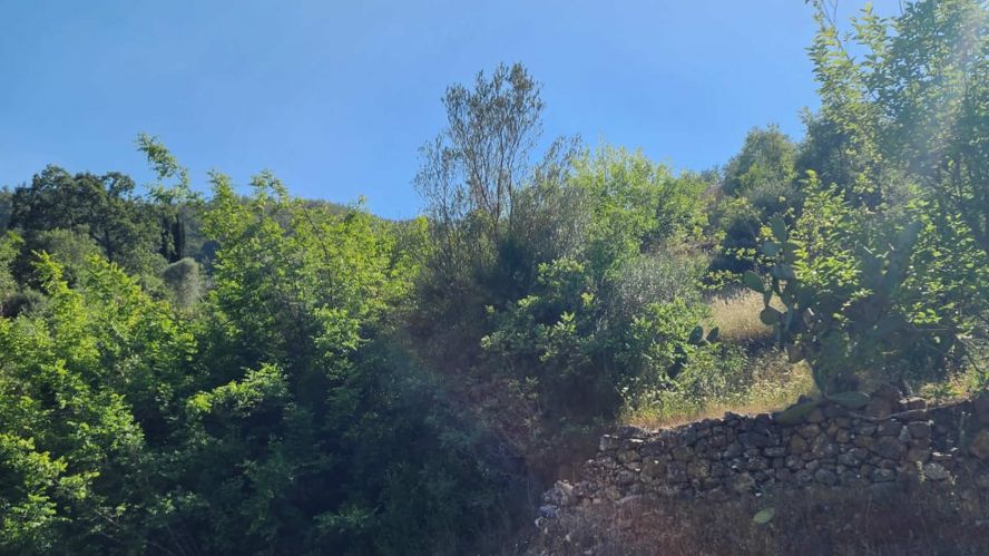 Single Titled Field with Nature View for Sale in Alanya